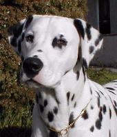 DALMATIAN
